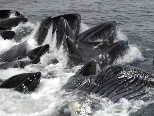 Le meilleur moment pour observer les baleines en Alaska