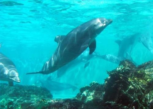 Comment nager avec les dauphins à Marathon, en Floride