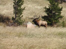 Comment trouver le succès Elk chasse sur les terres publiques dans le Montana