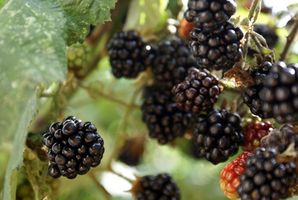 Boissons Blackberry aromatisés Brandy mixtes