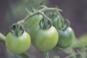 Comment faire des tomates préserve de tomates vertes