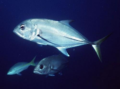 Comment identifier Cheval-Eye Jack poisson