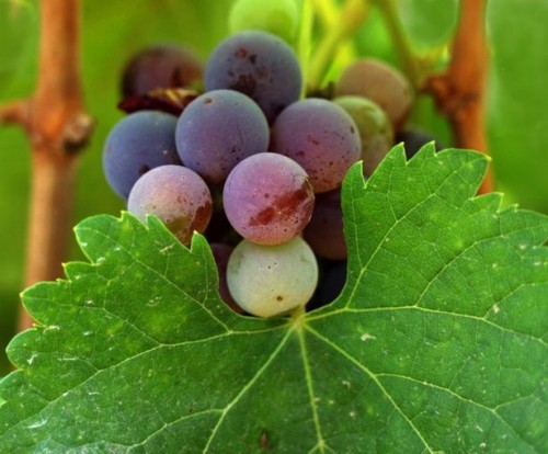 Types de raisins de cuve