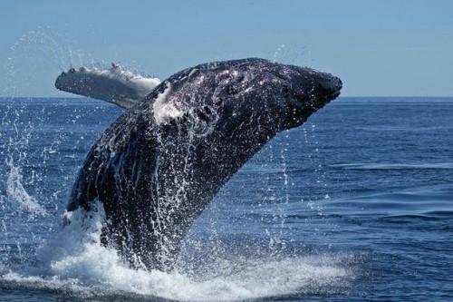 Comment Whale Watch à Puerto Vallarta