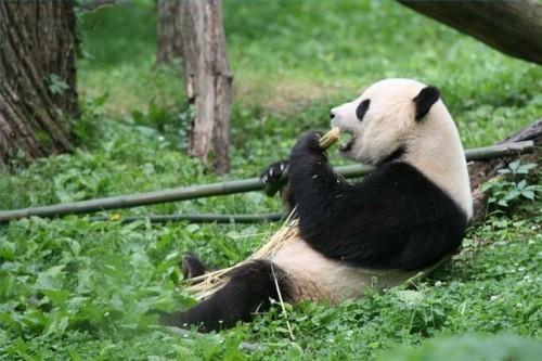 Comment faire pandas géants Race?