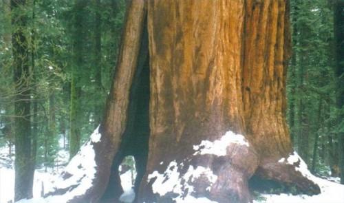 Comment accéder à la piste de 100 Giants au Sequoia National Monument