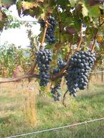 Comment planter raisins de vinification