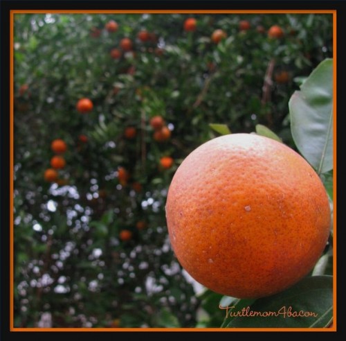 Pourquoi est-Floride Connu pour les oranges?