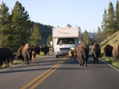 Comment Voir Bison dans le parc national de Yellowstone