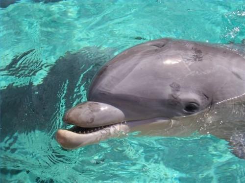Comment nager avec les dauphins en Floride centrale