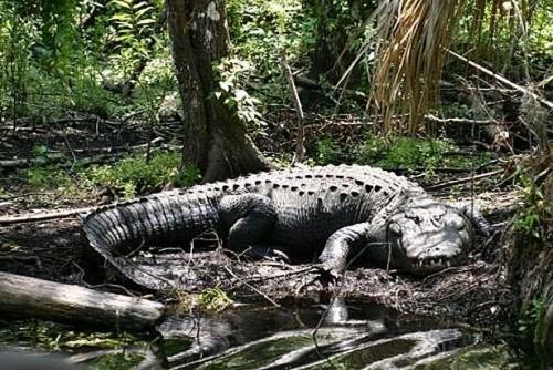 Comment explorer les Everglades de la Floride